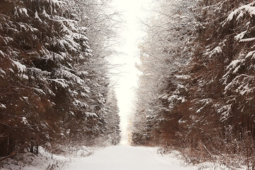 winter forest landscape covered with snow, december christmas nature white background