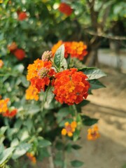 A flower with leaves 