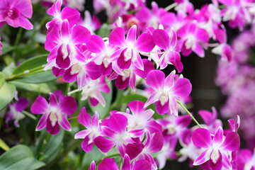 Closeup Pink orchid flowers in the garden