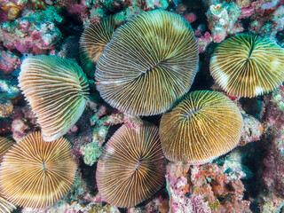 Common Mushroom Coral (Fungia) - a genus of corals in the family Fungiidae near Anilao, Batangas,...