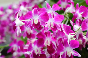 Fototapeta na wymiar Closeup Pink orchid flowers in the garden