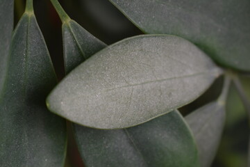 close up of a dusty leaf