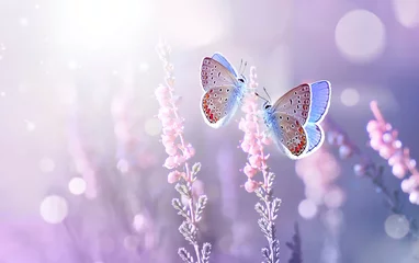 Fotobehang Twee lila vlinder op lavendelbloemen in stralen van zomerzonlicht in de lente buiten macro in dieren in het wild, zachte focus. Heerlijk verbazingwekkend sfeervol artistiek beeld van de schoonheid van de natuuromgeving. © Laura Pashkevich