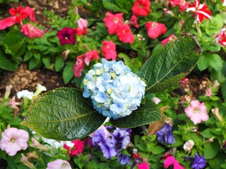 Selective focus, Beautiful bouquet of blue Hydrangea flower in the strong sunshine. 