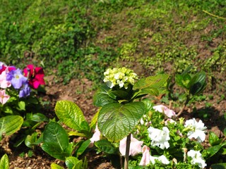 Beautiful decoration tropical flower plant in the Asia garden.