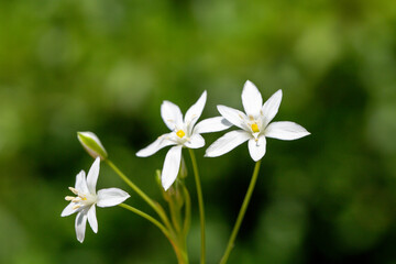 A close-up photo of white lilies which symbolizes the association of fresh life and rebirth. Turkey is very wealthy in variety of plants. It has 11.707 plant species.