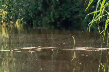 Grass stems emerge from water above the water surface. stems of plants float on the water. Close-up shot with selective focus.