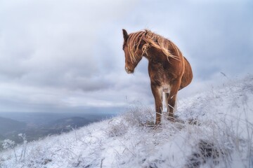 Beautiful, rugged italian wild horse in the snow - landscape