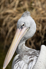 可愛いペリカン