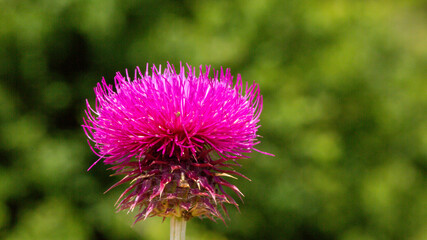 Silybum marianum is fairly typical thistle has red to purple flowers and shiny pale green leaves with white veins on it. Also it is so beautiful with it's unique colors.