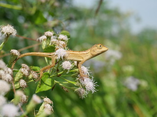 Oriental garden or Eastern garden or Changeable lizard on Bitter bush or Siam weed blossom with natural green background Reptiles in Thailand