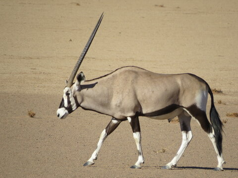 African deers deals