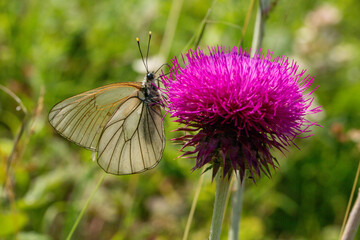 Silybum marianum is fairly typical thistle has red to purple flowers and shiny pale green leaves with white veins on it. Also it is so beautiful with it's unique colors.