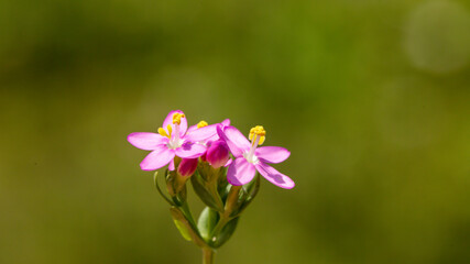 Fototapeta na wymiar A close-up photo of common centaury. This fascinating flower grows in open forests, slopes, and shrubs. Its distributions are the large part of Europe and a part of Asia. 