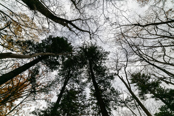 Tree branch silhouette over blue sky background.