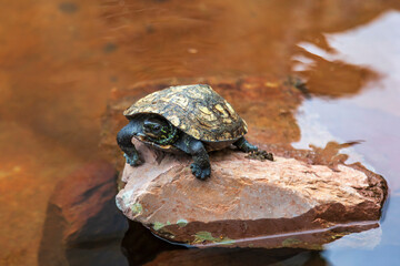 Turtle on a rock in the water