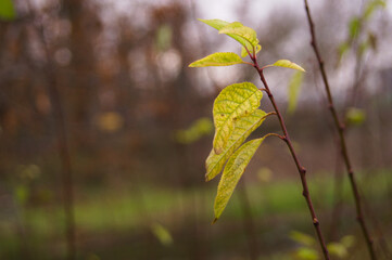 Green leaf on a branch in autumn.