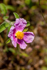 A close-up photo of purple Cretan Rock Roses which Latin name is Cistus creticus Linnaeus. Its original habitat is the Mediterranean region and Europe. 