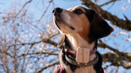 A closeup portrait of a beautiful cute beagle dog in a harness standing with nature background...