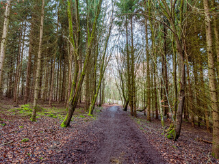Fototapeta premium Bavarian Forest Path during winter time with sun rays shining