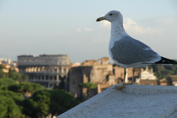 Travel to Rome , Italy