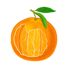 Mandarin or Tangerine Showing Juicy Segments Vector Illustration