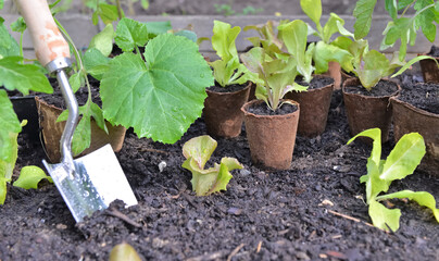 close on  vegetable seedlings in peat pot put on the dirt in a garden with a shovel