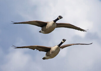Canada goose (Branta canadensis).