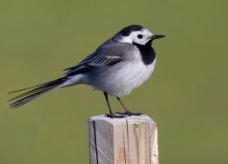 White wagtail (Motacilla alba). The white wagtail (Motacilla alba) is a small passerine bird in the family Motacillidae, which also includes pipits and longclaws.