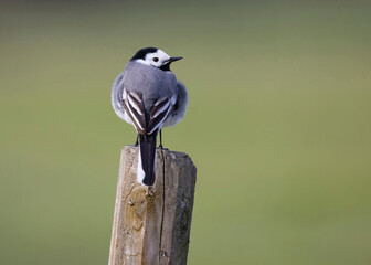 White wagtail (Motacilla alba). The white wagtail (Motacilla alba) is a small passerine bird in the family Motacillidae, which also includes pipits and longclaws.