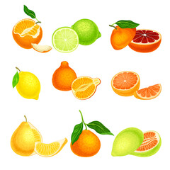 Citrus Hesperidium Fruits with Orange and Grapefruit Vector Set