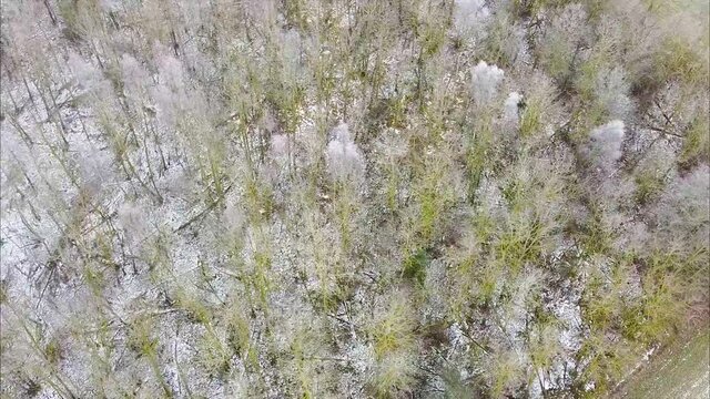Smooth circle flight over snowy white forest in winter