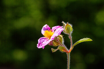 A close-up photo of purple Cretan Rock Roses which Latin name is Cistus creticus Linnaeus. Its original habitat is the Mediterranean region and Europe. 