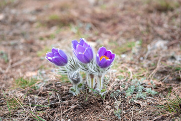 A bush of spring purple flowers close-up. Eastern pasque flower in nature