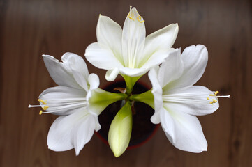 Obraz na płótnie Canvas white amaryllis in bloom close up
