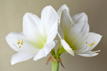 white amaryllis in bloom close up