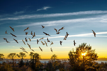Uccelli in volo al tramonto sul lago di Bracciano
