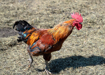 Red rooster on farm yard.
