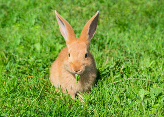 Red rabbit on a grass.