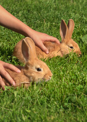 Red rabbits on a grass.