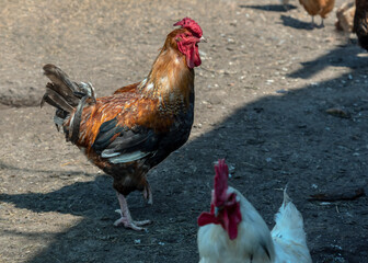 Roosters on farm yard.