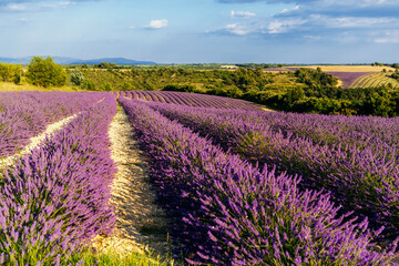 Naklejka na ściany i meble Lavender fields near plateau Valensole in Provence, France. Stunning view with a beautiful lavender field at sunset.