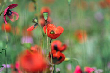 Red poppies close-up on a green spring meadow background
