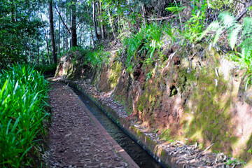 Fototapeta premium path in the forest