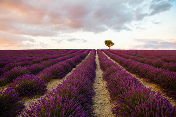 Fototapeta na wymiar Lavender fields near plateau Valensole in Provence, France. Stunning view with a beautiful lavender field at sunset.