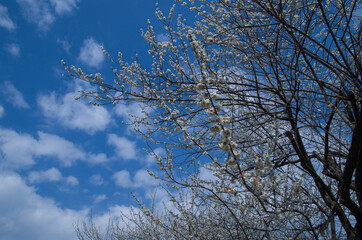 梅の花と青空