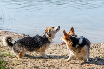several Welsh Corgi dogs play on the sandy beach by the lake