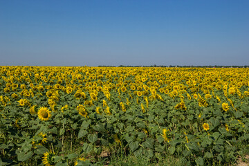 Big Field of Blooming yellow sunflowers at midday in sunny summer day. Summer nature landscape. Clean blue sky over sunflowers. Yellow flowersare Growing on the Big field. Agriculture stock image