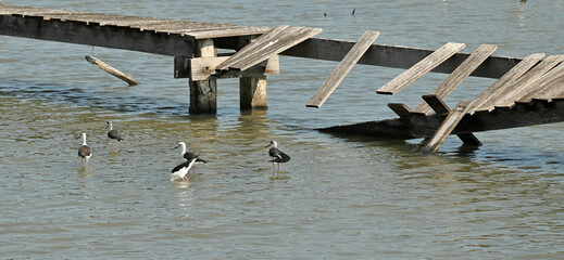 Obraz premium The abandoned broken wooden bridge with the adorable birds.