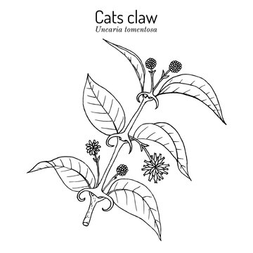 Cats claw Uncaria tomentosa , or vilcacora, medicinal plant